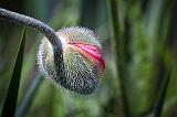 Budding Poppy_25421